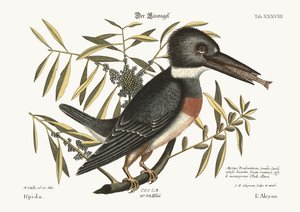 The Kingfisher by Mark Catesby